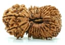 Type of Rudraksha