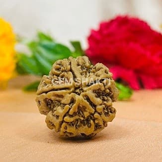 Five mukhi Rudraksha