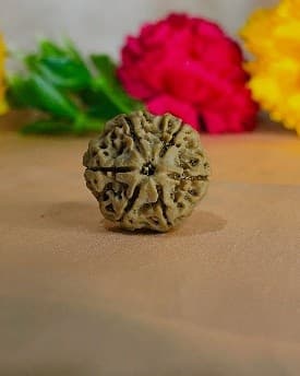 Six Mukhi Rudraksha