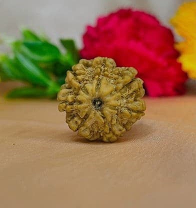 7 Mukhi Rudraksha