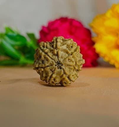 7 Mukhi Rudraksha