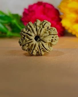 Nine mukhi rudraksha