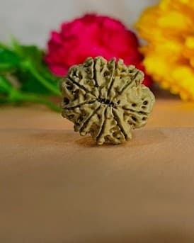 Nine mukhi rudraksha