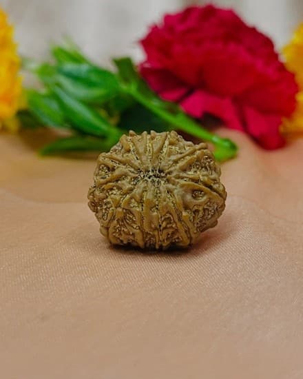 Ten mukhi Rudraksha