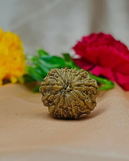 Ten mukhi Rudraksha