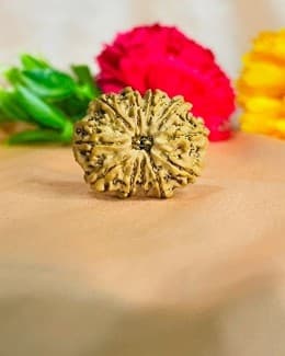 Eleven mukhi Rudraksha