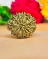 Twelve mukhi Rudraksha