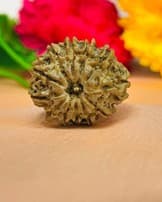 Twelve mukhi Rudraksha