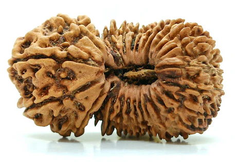 Rare and Exclusive Rudraksha